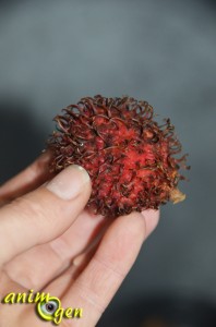 Alimentation : le ramboutan, ou litchi chevelu (Nephellium lappaceum L.), un fruit venu d'Asie pour nos perroquets