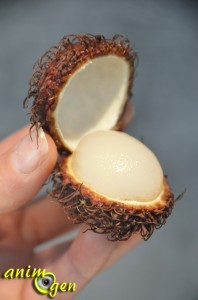 Alimentation : le ramboutan, ou litchi chevelu (Nephellium lappaceum L.), un fruit venu d'Asie pour nos perroquets