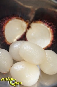 Alimentation : le ramboutan, ou litchi chevelu (Nephellium lappaceum L.), un fruit venu d'Asie pour nos perroquets