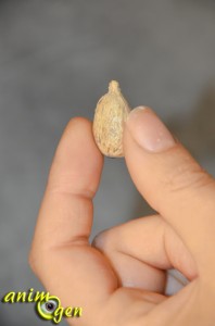 Alimentation : le ramboutan, ou litchi chevelu (Nephellium lappaceum L.), un fruit venu d'Asie pour nos perroquets