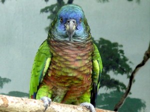Les Amazones et la vie en communauté : les différences de mode de vie chez les nombreuses espèces du genre ?