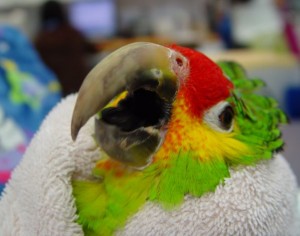 Santé : quand faut-il limer le bec de nos perroquets ?