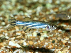 Danio rerio, ou brachidanio rerio, et danio frankei, poissons chouchous des aquariums d'eau douce
