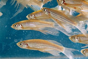 Danio rerio, ou brachidanio rerio, et danio frankei, poissons chouchous des aquariums d'eau douce