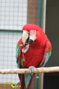 Alimentation perroquets : la cerise, un fruit riche en Béta carotène