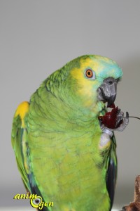 Alimentation perroquets : la cerise, un fruit riche en Béta carotène