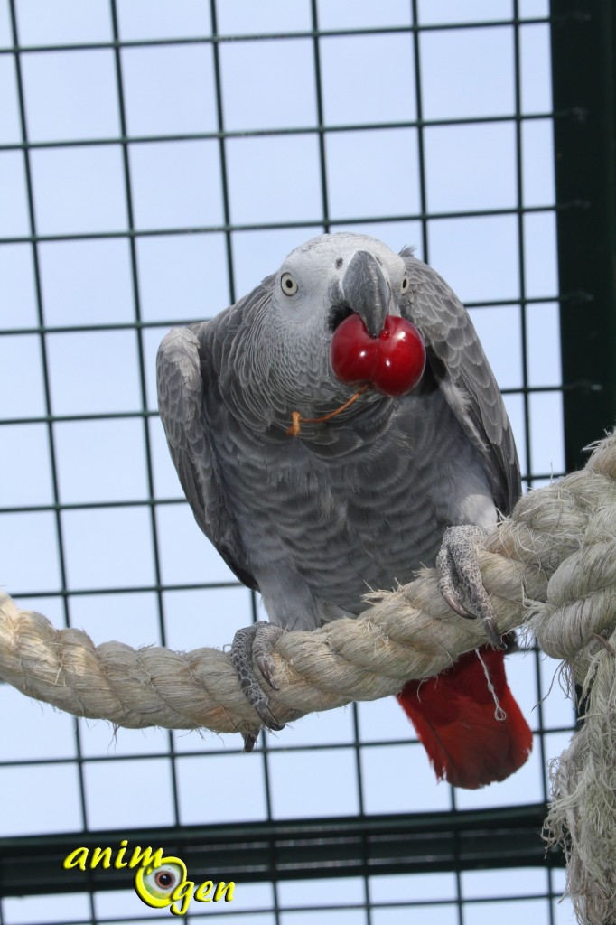 Alimentation perroquets : la cerise, un fruit riche en Béta carotène