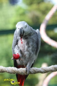 Alimentation perroquets : la cerise, un fruit riche en Béta carotène