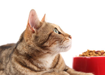 nourriture des animaux