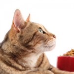 Alimentation : les causes de refus de nourriture chez le chat