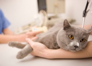 Alimentation : les causes de refus de nourriture chez le chat