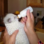 Alimentation : l'allaitement d'un chaton non sevré