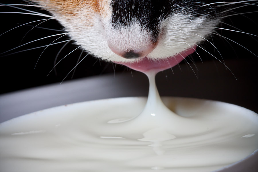 Alimentation : le lait est-il bon pour les chats ?