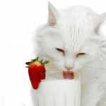 Alimentation : le lait est-il bon pour les chats ?