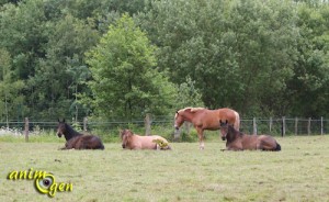 L’instinct grégaire chez le cheval : des signes à reconnaître