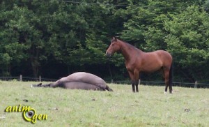 L’instinct grégaire chez le cheval : des signes à reconnaître