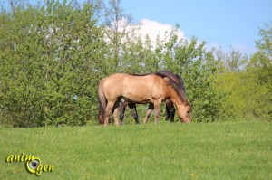 L’instinct grégaire chez le cheval : des signes à reconnaître