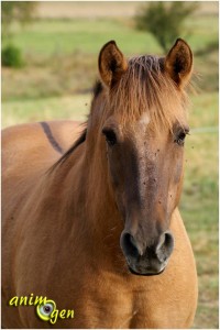 La raie du mulet : le gène dun à l'origine d'une marque primitive chez le cheval