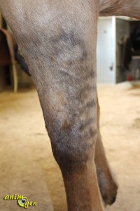 La raie du mulet : le gène dun à l'origine d'une marque primitive chez le cheval