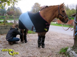 cheval-chevaux-van-camion-transport-embarquer-embarquement-guetre-protection-sécurité-calme-animogen-1