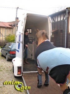 Embarquer son cheval dans un van