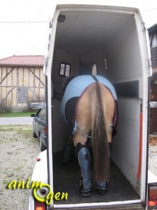 Embarquer son cheval dans un van