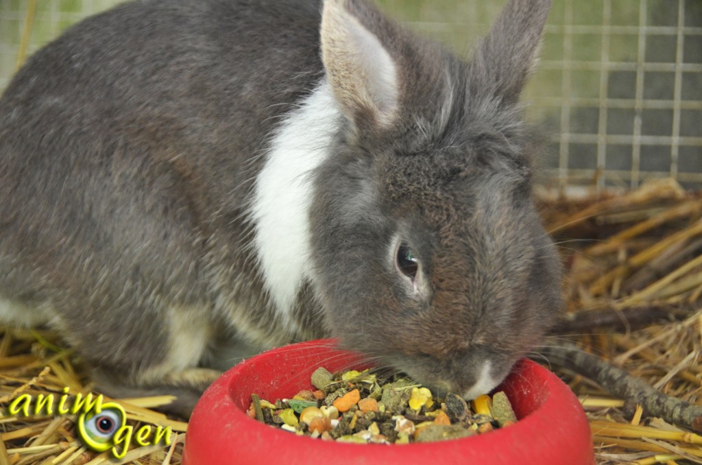 Alimentation pour lapin : "Crispy Muesli Rabbits" (Versele Laga)