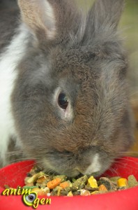 Alimentation pour lapin : "Crispy Muesli Rabbits" (Versele Laga)