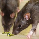Le rat domestique, ou rattus norvegicus, un compagnon fascinant