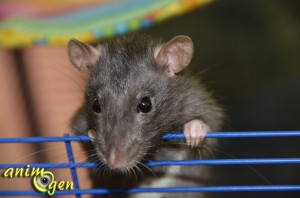 Le rat domestique, ou rattus norvegicus, un compagnon fascinant