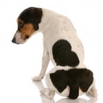 Santé : les glandes circumanales, ou anales, chez le chien (rôle, dysfonctionnement, traitement)