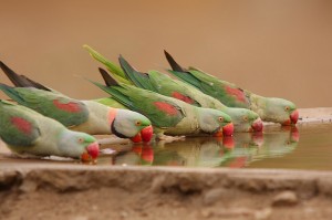 Le grand Alexandre, ou Psittacula Eupatria, héritage d'Alexandre le Grand