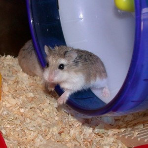 Le hamster (Mesocricetus auratus), un petit rongeur de compagnie très attachant