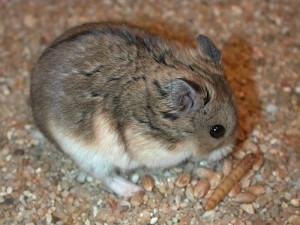 Le hamster (Mesocricetus auratus), un petit rongeur de compagnie très attachant