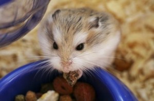 Le hamster (Mesocricetus auratus), un petit rongeur de compagnie très attachant