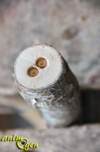 Accessoire à fabriquer pour nos perroquets : échelle en bois aux montants en chaîne métallique