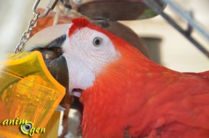Jouet d'intelligence pour perroquet : le coffre aux trésors "Parrot's Treasure", Foragewise (Nature's Instinct)