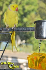 Jouet d'intelligence pour perroquet : le coffre aux trésors "Parrot's Treasure", Foragewise (Nature's Instinct)