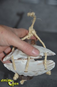 Jouet à fabriquer pour nos perroquets : boîte à secrets de la mer