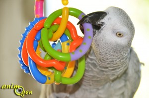 Jouet pour perroquet par détournement d'objet : hochet Baby, "Ring rattle" (Carrefour)
