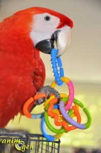 Jouet pour perroquet par détournement d'objet : hochet Baby, "Ring rattle" (Carrefour)