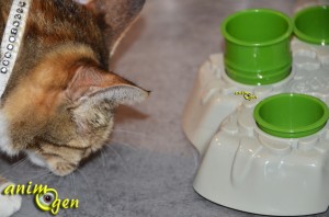 Jeu d'intelligence et foraging pour chat : Stimulo (Aïkioli)