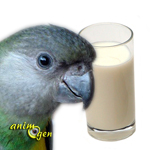 Alimentation : les perroquets peuvent-ils consommer des laitages ?