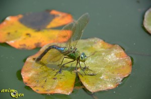 L’Anax empereur, Anax imperator, la plus grande libellule de nos contrées