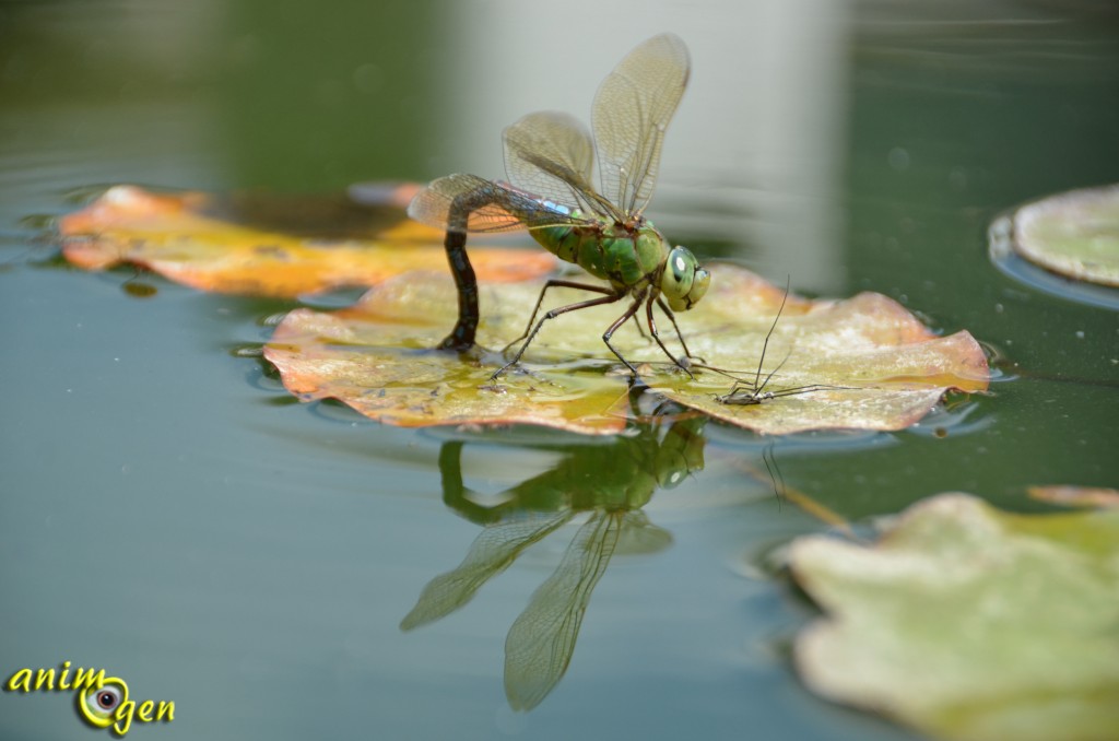 L’Anax empereur, Anax imperator, la plus grande libellule de nos contrées