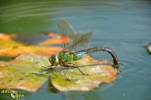 L’Anax empereur, Anax imperator, la plus grande libellule de nos contrées