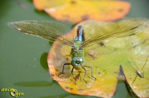 L’Anax empereur, Anax imperator, la plus grande libellule de nos contrées