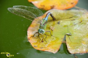 L’Anax empereur, Anax imperator, la plus grande libellule de nos contrées