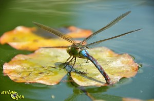 L’Anax empereur, Anax imperator, la plus grande libellule de nos contrées