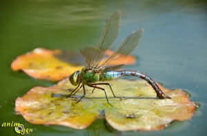 L’Anax empereur, Anax imperator, la plus grande libellule de nos contrées